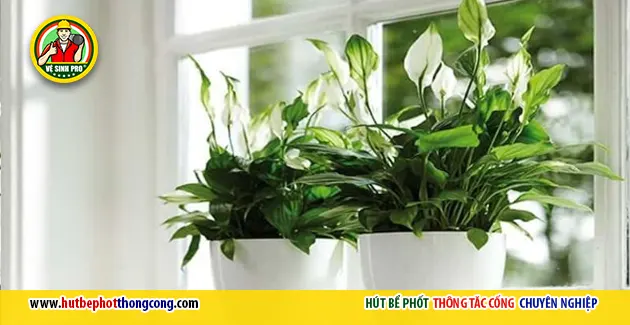 cay lan y khu mui amoniac nha ve sinh