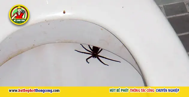 4 sinh vật dễ chui lên từ bồn cầu và cách ngăn chặn hiệu quả 5 nhen trong bon cau