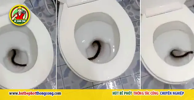 4 sinh vật dễ chui lên từ bồn cầu và cách ngăn chặn hiệu quả 3 ret trong bon cau